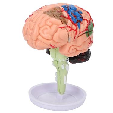 Imagem de Cryfokt Modelo de Cérebro de Simulação, Estrutura Clara, Capacidade de Desenvolvimento para Construção, Aprendizado, Ensino para Entusiastas de Anatomia, Vinil de