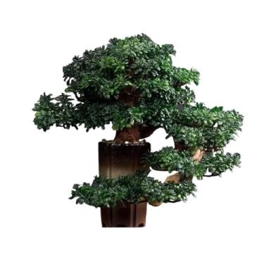 Imagem de Plantas falsas para ambientes internos, enfeites de plantas em vasos, joias de mesa, decoração de entrada, decoração de árvore de simulação, decoração de bonsai artificial de alta qualidade