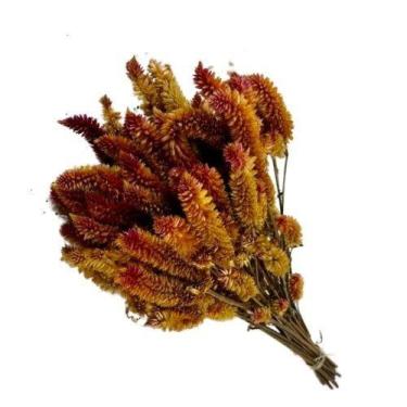 Imagem de Buque Maço Celosia Rabo de Gato  - Flores Desidratadas - Pratico Desid