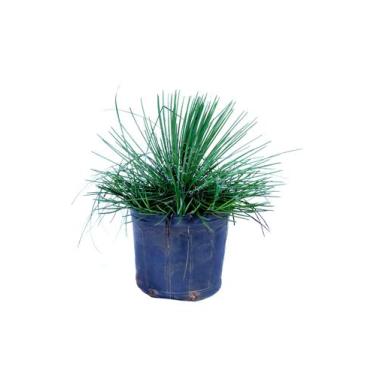 Imagem de Muda de Agávea Palito Altura 0,40 cm a 0,80 cm - Plantas