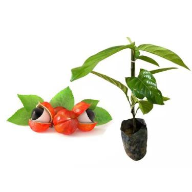 Imagem de Muda de Guaraná 20 a 40cm AMK - Plantas Online - Genérico