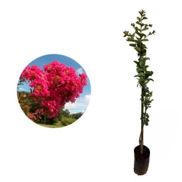 Imagem de Muda de Reseda Rosa 20 a 40cm AMK - Plantas Online - Genérico