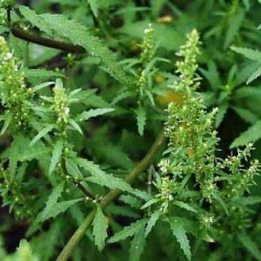 Imagem de Chá de Erva de Santa Maria (Mentruz) 100g - LONDRIERVAS PRODUTOS NATUR