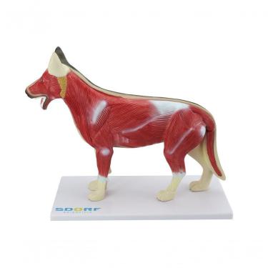 Imagem de Anatomia do Cachorro em 10 Partes