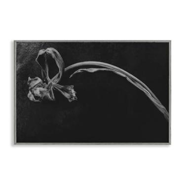 Imagem de Stupell Industries Arte giclée emoldurada cinza de flor colapso suave, design por Amy Carroll, 40,6 x 61,8 cm