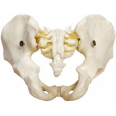 Imagem de Esqueleto Pelvico Masculino Modelo Anatômico Para Estudo