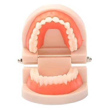 Imagem de YOFAN modelo de dentes padrão com uma escova de dentes para demonstração, material de estudo para ensino de odontologia infantil modelo de dentes de demonstração tipodont padrão para adultos