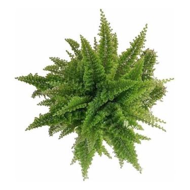 Imagem de Muda Jovem Mini Samambaia Havaiana Planta Natural Plantada em Vaso De Plastico Decoraçao Varanda Casa Folhagem Verde