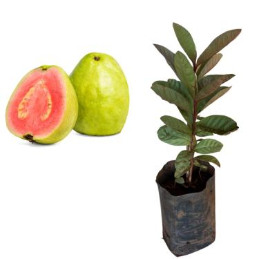 Imagem de Muda De Goiaba Tailandesa Para Produzir