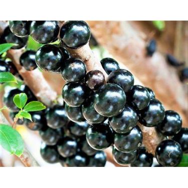 Imagem de Muda de Jabuticaba Hibrida ou Precoce - no-brand