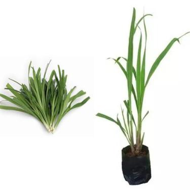 Imagem de Muda de Citronela 20 a 40cm AMK - Plantas Online - AMK Jardinagem e Pa