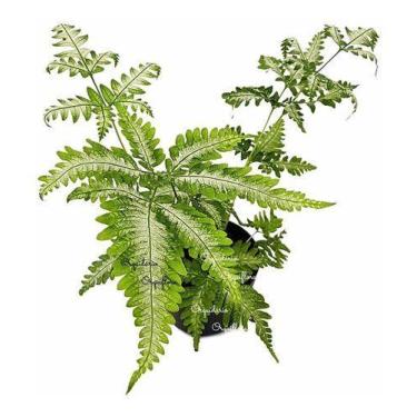 Imagem de Muda De Samambaia Prateada Ou Prata Variegata Planta Rara - Orquiflora