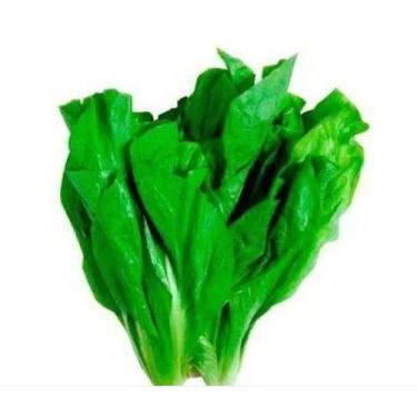 Imagem de 100 Sementes De Almeirão Folha Larga - SEEDS