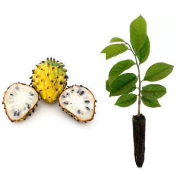 Imagem de Muda de Biriba 20 a 40cm AMK - Plantas Online - AMK Jardinagem e Paisa