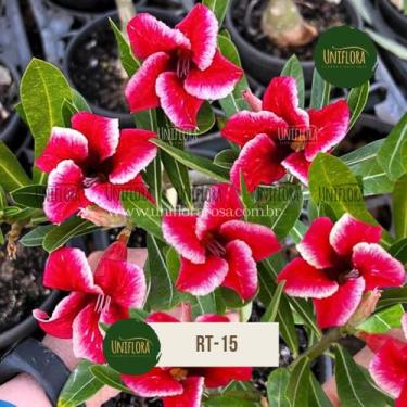 Imagem de Planta rosa do deserto rt-15 - UNIFLORA