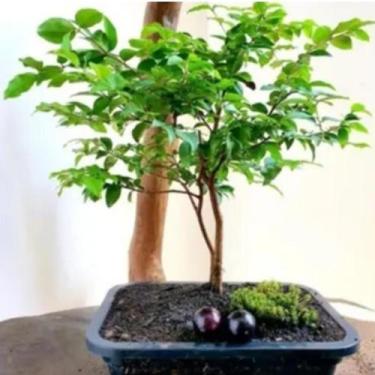 Imagem de Bonsai Jabuticaba Frutífera Jabuticabeira Linda - Greem House 