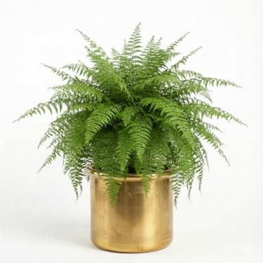 Imagem de Genérico, Vaso Cônico de Cerâmica, Uso Interno, GG, Verde, Cerâmica, Vaso de Plantas, Cônico, Chão, Vaso de Plantas, 11x12x10 cm