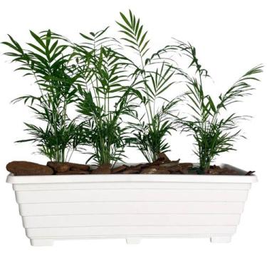 Imagem de Jardineira Floreira 50cm De Plástico Para Plantas E Flores - Goyama, B