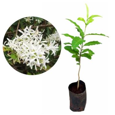 Imagem de Muda De Flor De São Miguel Branca - Trepadeira