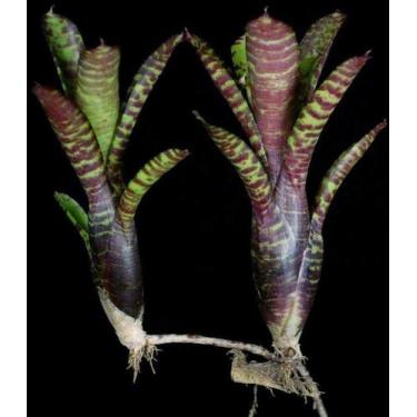 Imagem de Bromélia Neoregelia Ampullacea - Orquidário