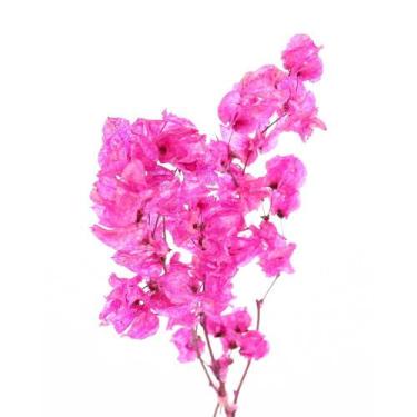 Imagem de Kit de 10 bougainville Rosa - Flores Desidratadas - Pense Flores