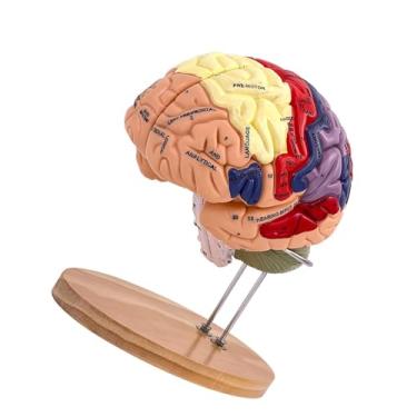 Imagem de YIJU Modelo de Cérebro Humano, Modelo Médico de Ensino de Anatomia para Estudo em Sala de Aula de Biologia