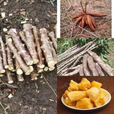 Imagem de 25 - Ramas de mandioca manteiga, precoce - colheita com 6 Meses  - mae