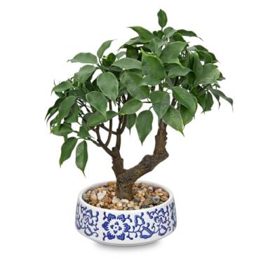 Imagem de Bonsai artificial, pequeno bonsai de ficus, 33 cm, árvore de bonsais para uso interno, planta em vaso falso, decoração de plantas decorativas com vaso de cerâmica para casa, escritório, sala de estar