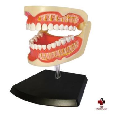 Imagem de Anatomia da Arcada Dentária Adulta - 4D MasterMed