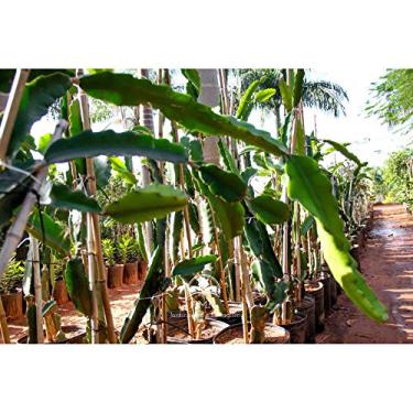 Imagem de Muda Pitaya (Em Ciclo Produtivo)
