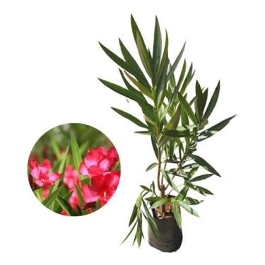 Imagem de Muda De Espirradeira Rosa - Nerium Oleander - AMK - Jardinagem e Paisa