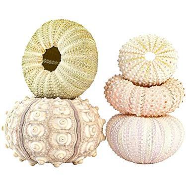 Imagem de lyrlody Conch Conchas Maconha, 5 Pacote Decoração de Decoração Moderna de Casa Marshell Madestring Plantador Vasos para Jardim Doméstico (Conjunto de 4 peças)