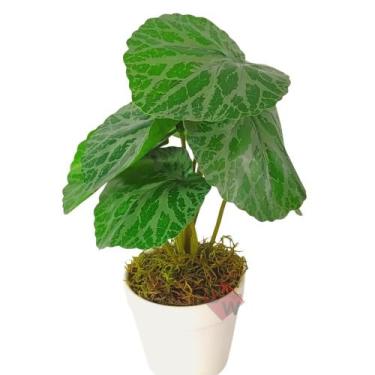 Imagem de Arranjo de Planta Artificial em Vaso de Plástico - Decor Artificial , 