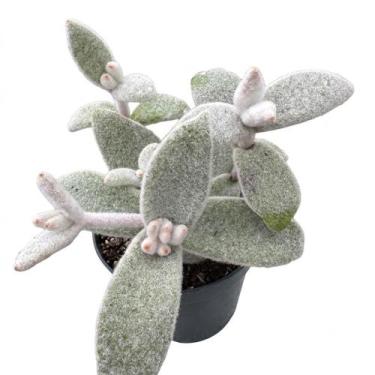 Imagem de Suculenta Kalanchoe Eryophylla (pt 9 cm) - Generico