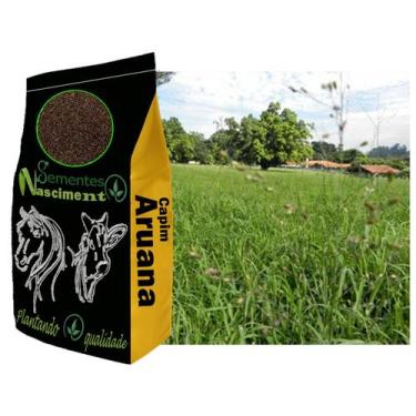 Imagem de 20kg Sementes Capim Aruana excelente para formar pastagem - Sementes N
