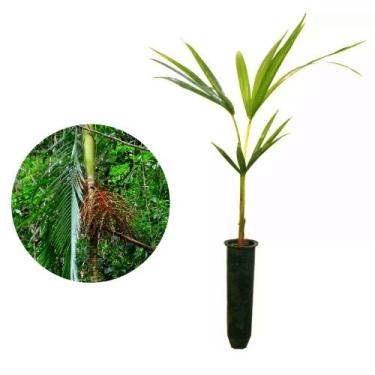 Imagem de Muda de Palmito Jussara 20 a 40cm AMK - Plantas Online - AMK Jardinage