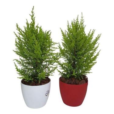Imagem de 2 Mini Pinheiro Tuia Holandesa Com Vaso De Plástico Decorativo - Verde