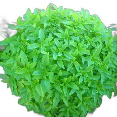 Imagem de Semente Hortaliça/Verdura/Especiaria monte seu kit personalizado - Alp