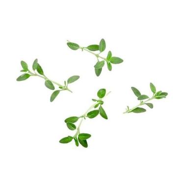 Imagem de Semente Hortaliça/Verdura/Especiaria monte seu kit personalizado - Alp