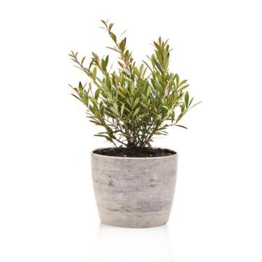 Imagem de Mini Cereja + Vaso Decorativo - Mini Plantas