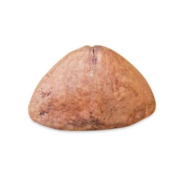 Imagem de Fava Chápeu de Napoleão Equilibrio de Energias Unidade