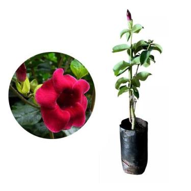 Imagem de Muda de Alamanda Vermelha 20 a 40cm AMK - Plantas Online - AMK Jardina