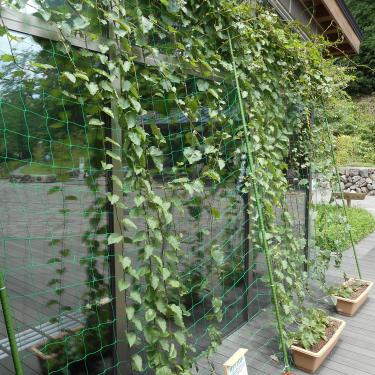 Imagem de 1 rede de treliça de jardim PE, rede de treliça resistente para plantas trepadeiras, suporte para pepinos, tomates, frutas de videira, 0,9 x 1,8 m