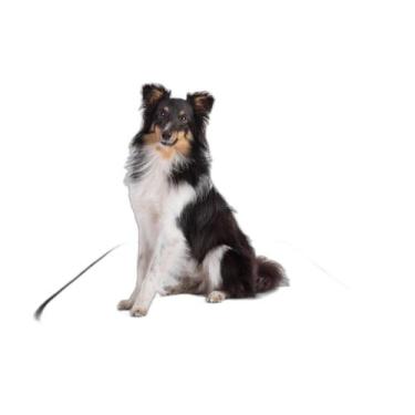 Imagem de Tapete Para Pets Higiênico Em Oferta 2 Un M 60X80 Cm - Shelby Moda Pet