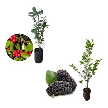 Imagem de Kit 2 Mudas - 1 Araçá Vermelho + 1 Amora Italiana Gigante - AMK - Jard