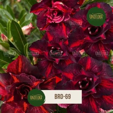Imagem de Rosa do deserto FLOR DOBRADA multipétalas escura com listras BRD69 - U