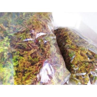 Imagem de Musgo Dourado pc 10 Lts Para Orquideas e Decoração - Pense Flores