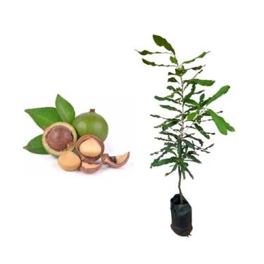 Imagem de Muda de Noz Macadâmia CLONADA 20 a 40cm AMK - Plantas Online - AMK Jar