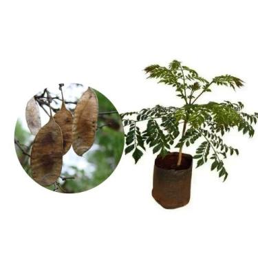 Imagem de Muda de Jacaranda Da Bahia 20 a 40cm AMK - Plantas Online - AMK Jardin