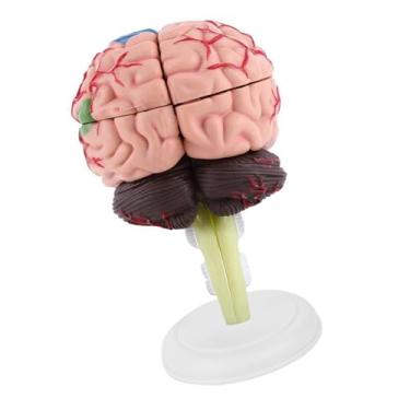 Imagem de aqxreight Modelo do Cérebro Humano Anatômico para Treinamento e Estudo Educacional Desmonte o Projeto Com Estrutura Detalhada